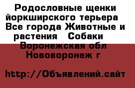 Родословные щенки йоркширского терьера - Все города Животные и растения » Собаки   . Воронежская обл.,Нововоронеж г.